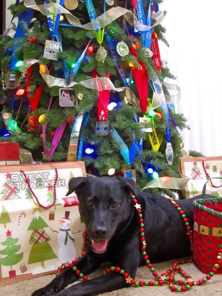 sweattracker's tweet image. Our #SweatTracker Family wishes you a very Merrt Christmas!
🎄

#merrychristmas #christmas #maligayangpasko #pasko #feliznavidad #happyholidays #dog #dogs #labrador #puppy #running #runner #run #family