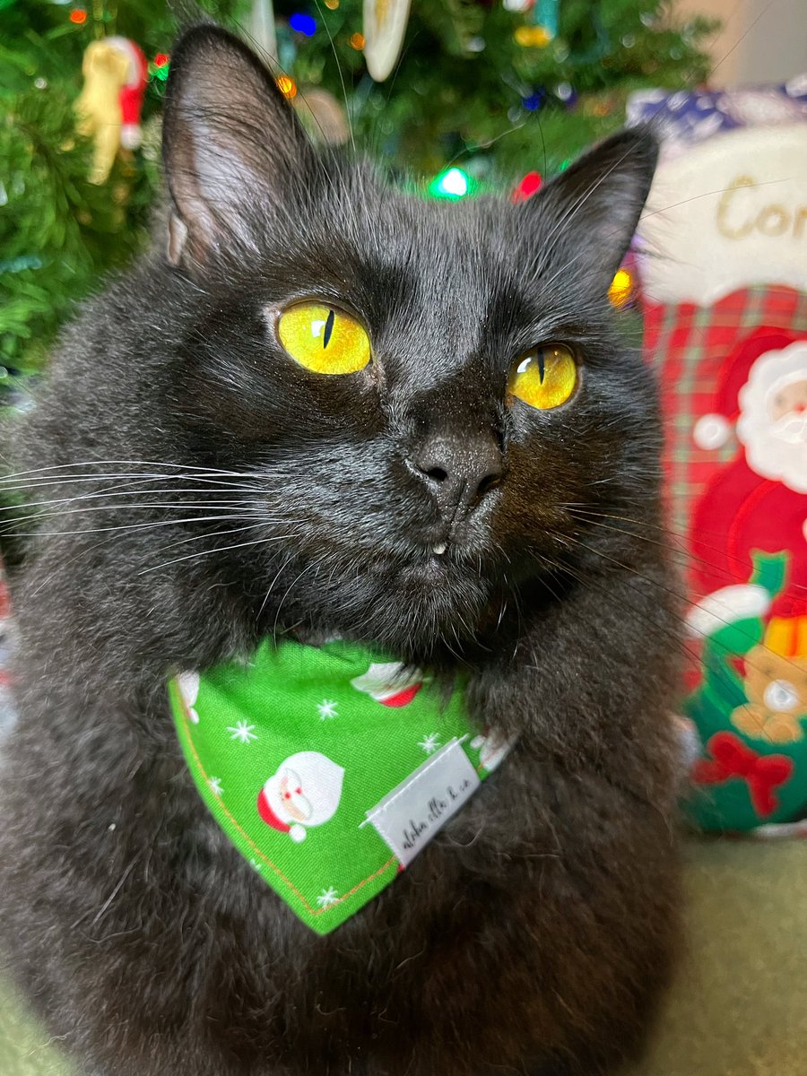 Merry Christmas from our family to yours!🎁🎄🎅🏼🦌