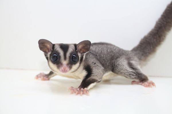 ニホンモモンガのtwitterイラスト検索結果