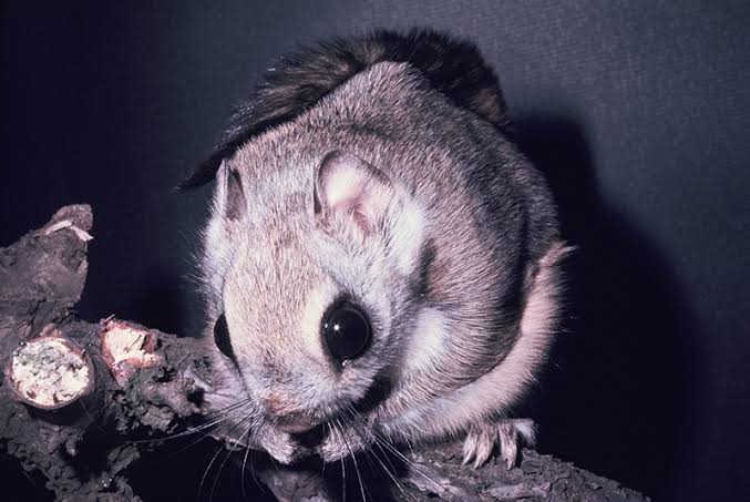 ニホンモモンガのtwitterイラスト検索結果