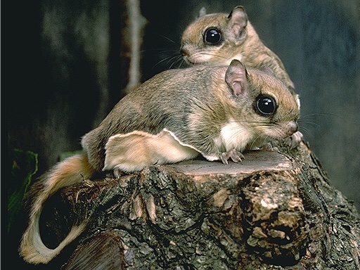 モモンガのtwitterイラスト検索結果 古い順