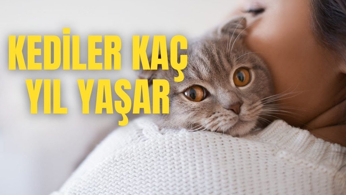 Cinsine Göre Kediler Kaç Yıl Yaşar 🤔

youtu.be/S-zvObR-wOI