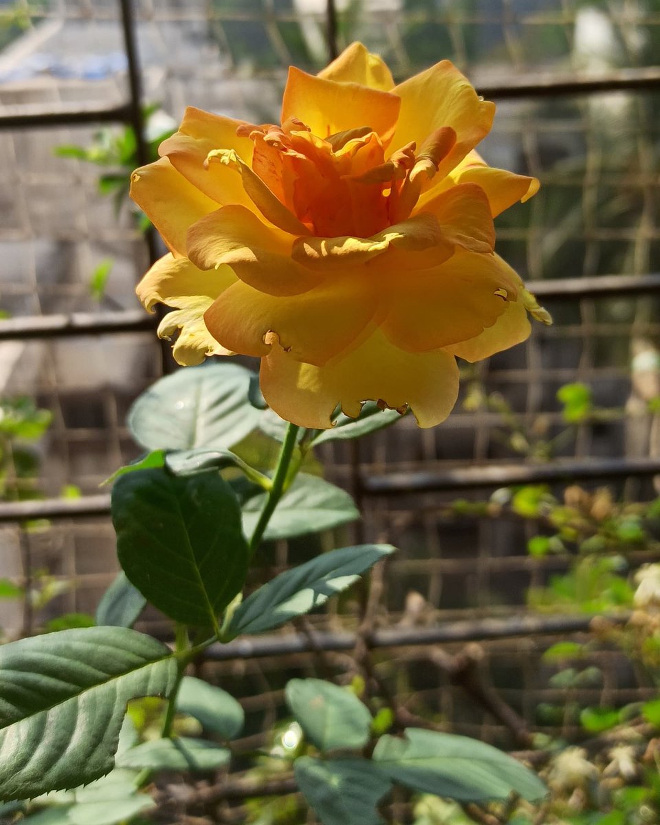 ketan83's tweet photo. Sunday Seem To Be Bloom Day.... 😍❤️

Nature Blesses With Such Beautiful Flowers 💚 https://t.co/9cV2BE1Rer