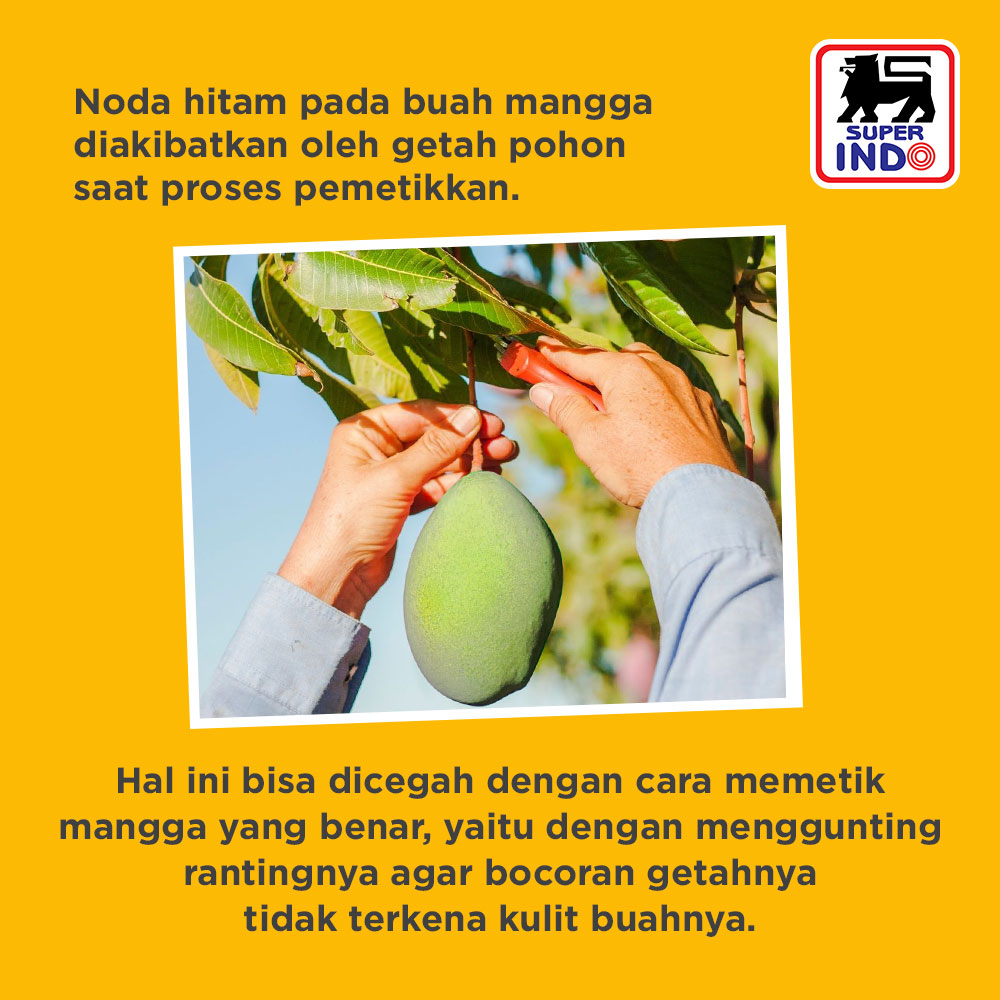 InfoSuperIndo's tweet photo. Mana nih yang suka nggak jadi beli mangga pas lihat ada nodanya? Padahal itu bukan busuk buuu... Trus apa? Simak dong infonya di sini...

#SegarnyaHemat
#SuperInfo https://t.co/qqFuj0Q5iC