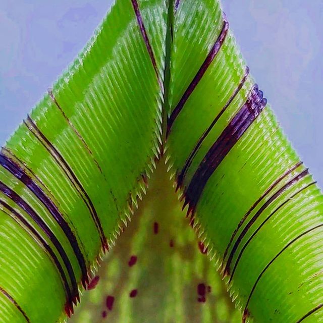 exoticfloraru's tweet photo. Симметрия формы, но не цвета.
💯

Look at these tiny teeth!

~Nepenthes spectabilis x platychila

#plants #pitcherplant #pitcher #picoftheday #sarracenia #schlauchpflanze #sonnentau #sundew #fleischfressendepflanze 
#непентес #насекомоядные #ulsk
https://t.co/FetQ4zToXE https://t.co/JGiUGX4mln