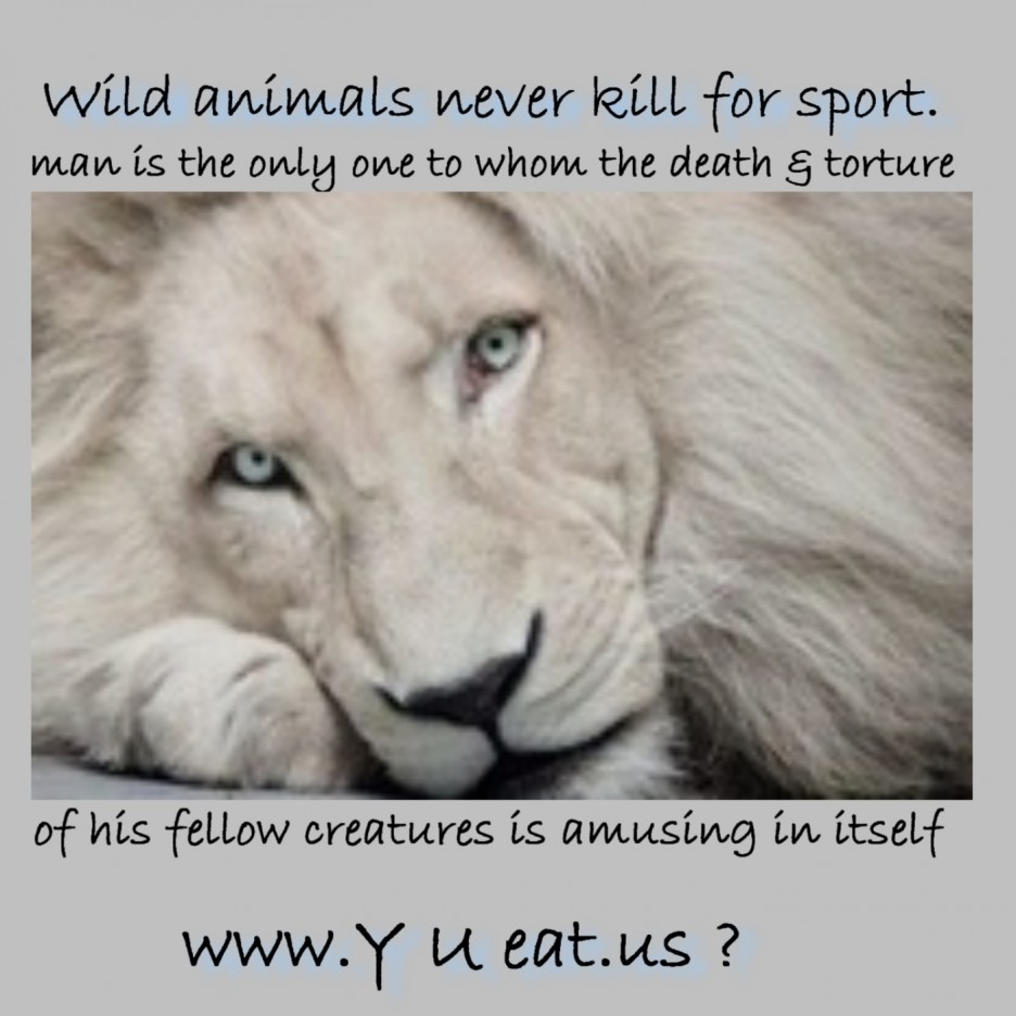 CagesFree's tweet photo. Wild #animals never kill for sport
#banCanHunting #bantrophyhunting #bancubpetting https://t.co/Dnh3Y8zN54