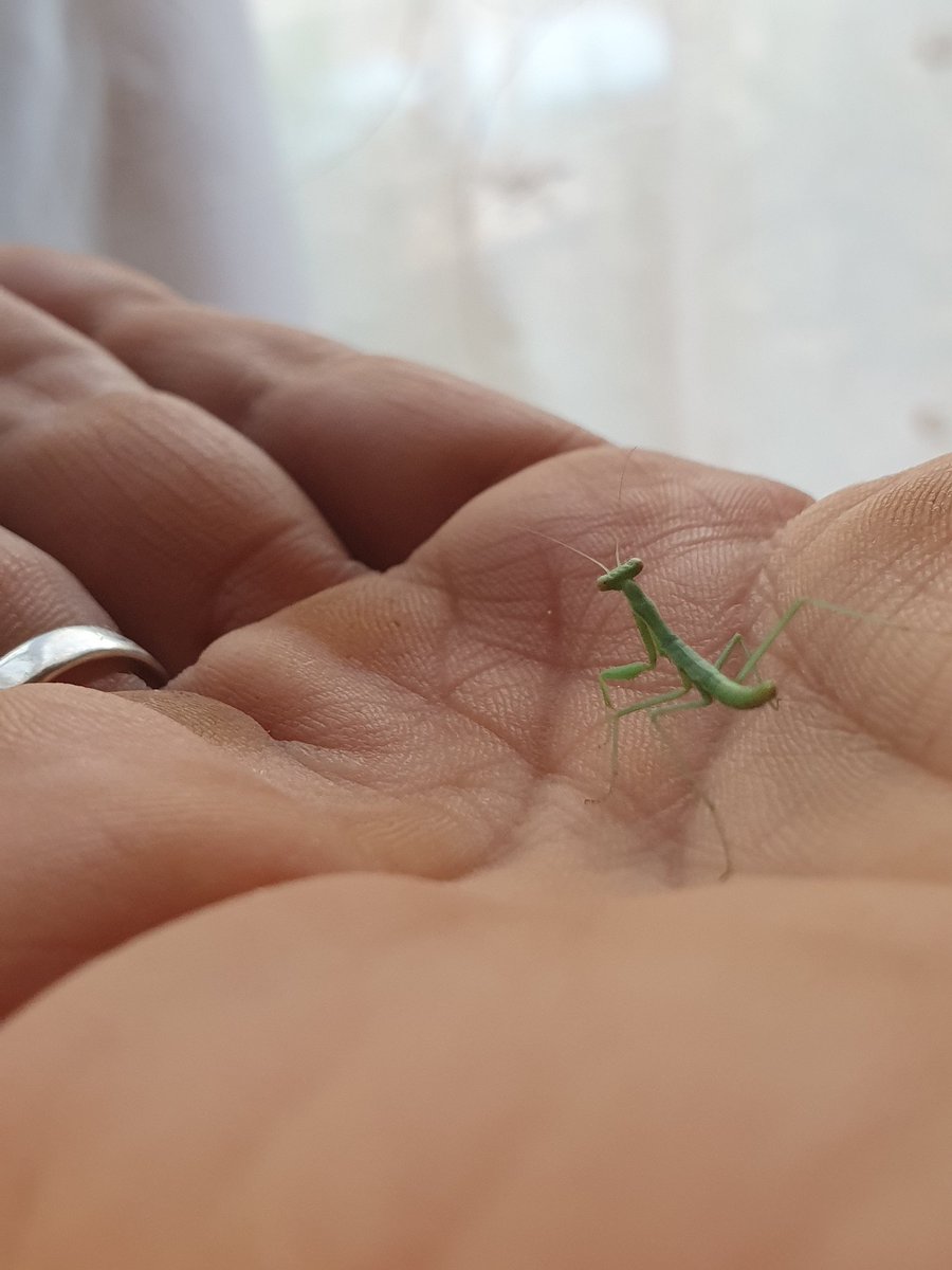 GanaMarcela's tweet photo. Al abrir la ventana, veo en la cortina a esta hermosa mantis bebรฉ ๐ฅฐ
#BabyMantis https://t.co/FiOaPw05SB