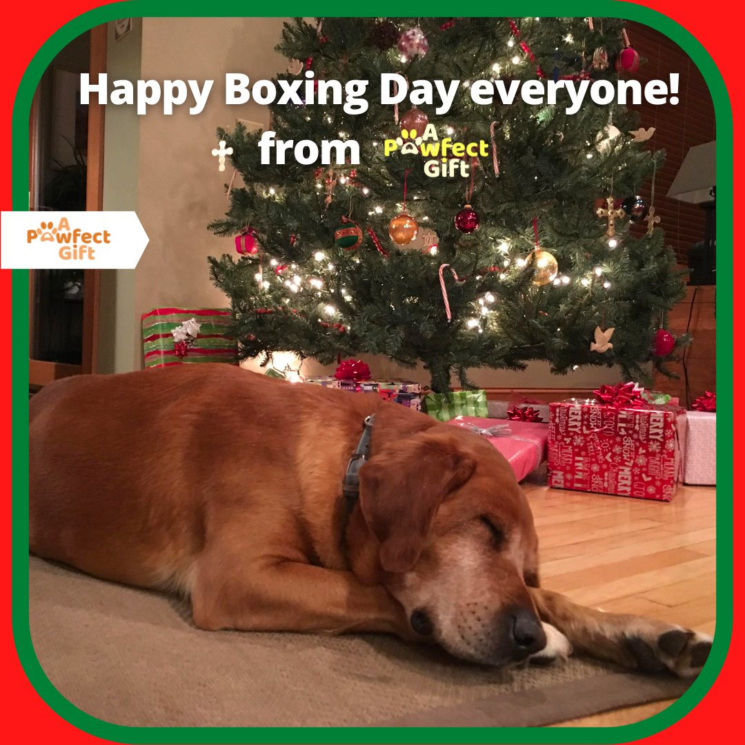 apawfectgift's tweet photo. Have a great Boxing Day everyone and make sure to spoil your pet with so much lovely food they fall asleep in front of the tree, just like this! 🥰

_________________________________

Visit the UK's #1 online pet store to fulfill all your pet caring needs: https://t.co/LCdiVJBzND https://t.co/BNbYToKO4l