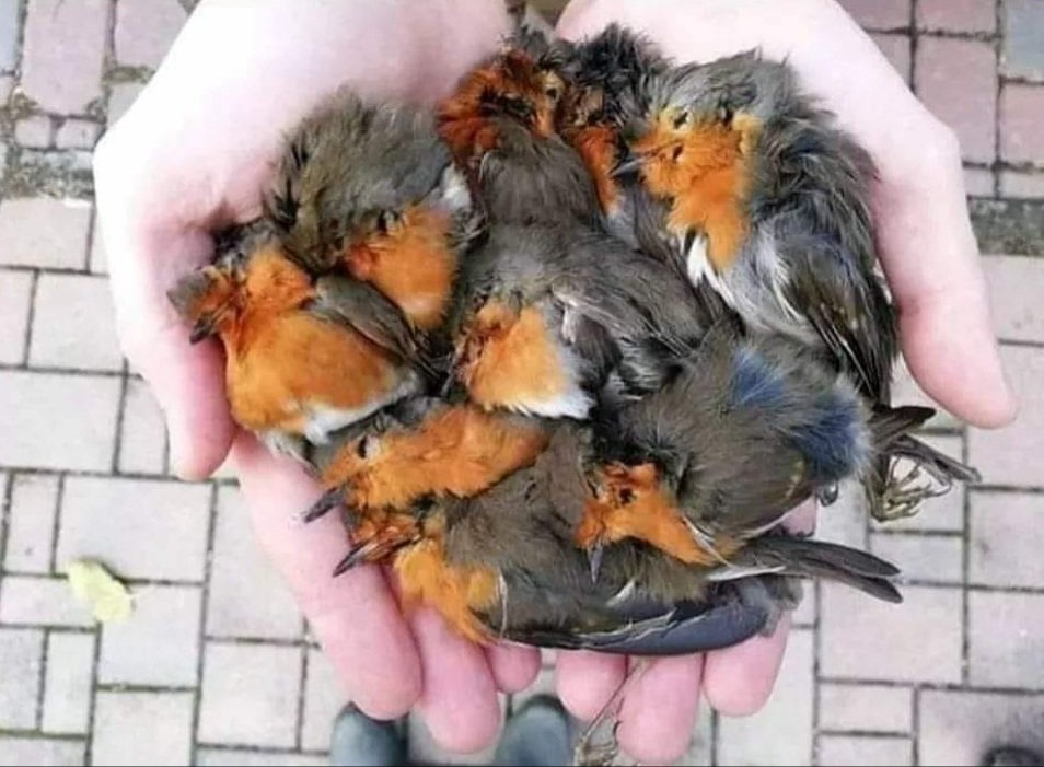 AnimaNaturalis tweet media