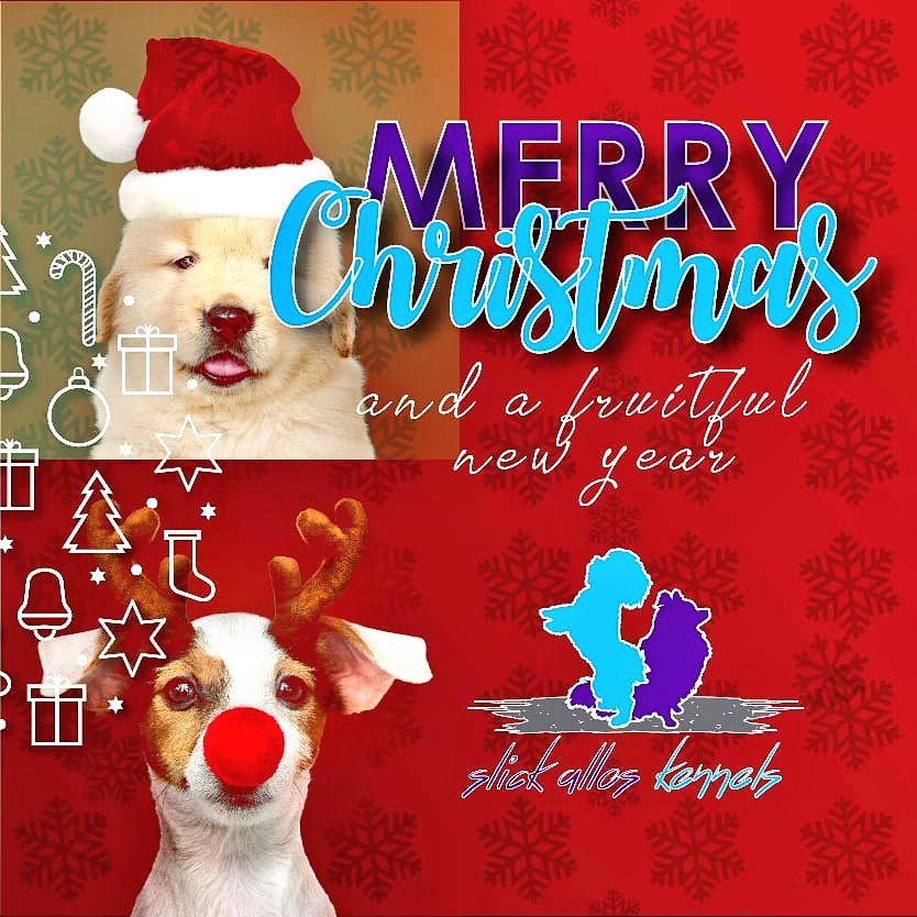 SlickAllosKnnls's tweet photo. Happy tail wagging holidays everybody!
Slick Allos Kennels
Maltese, Pomeranian & German Spitz breeding kennels
#ToyDogsOrNoDogs π
π© https://t.co/z0qfGBrO94