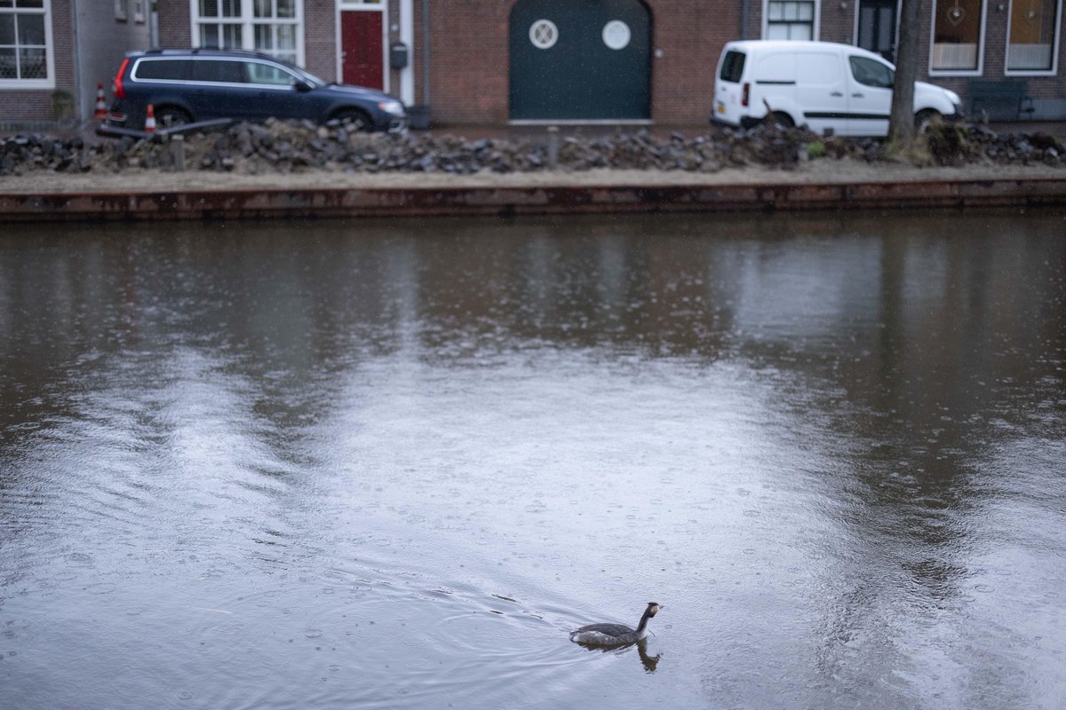 Noordhollands Dagblad tweet media