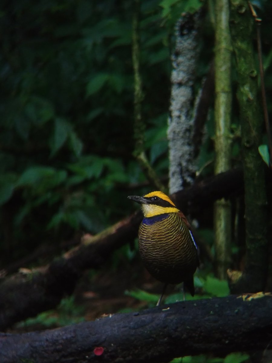 birdpacker's tweet photo. Halfday birding this morning. 4 birds species such as Javan Banded-Pitta, Red Junglefowl, Horsfield's Babbler and Crescent-chested Babbler photographed by digiscoping technique.

#birdpacker #digiscoping #phonescoping #birdphotography #birdingtours #birdingindonesia #birdingjava https://t.co/pQ3luBhu77