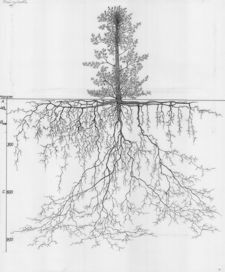 Lo que se ve
y lo que no se ve 
de un árbol