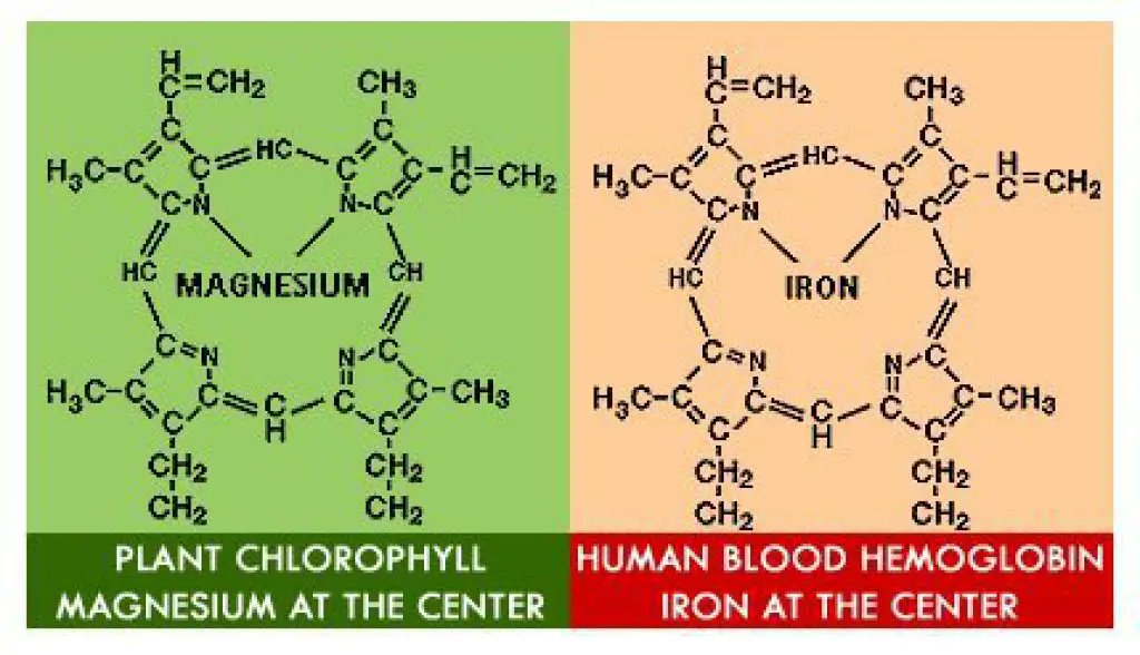 Nzilaninukite's tweet photo. @AmazingNature00 Great!!! Also check out Haemoglobin and chlorophyll molecules. https://t.co/mfJPOKuI0U