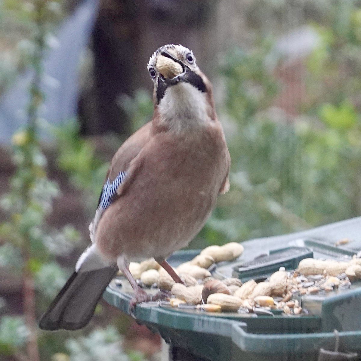 Jay with peanut #XmasDay #nature #sonyrx100