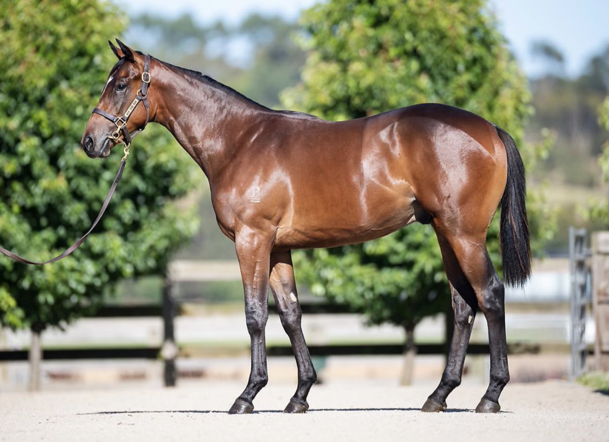 MuskCreekFarm's tweet photo. From Shalaa @ArrowfieldStud who has already given a @mmsnippets 2yo Classic winner!!
This #kuality athletic colt is from Marsh, a 1/2 sister to HK star Ivictory and the family of Iglesia and Yippyio!!
#herewecome #peninsulapower https://t.co/64ZuO7h3TU