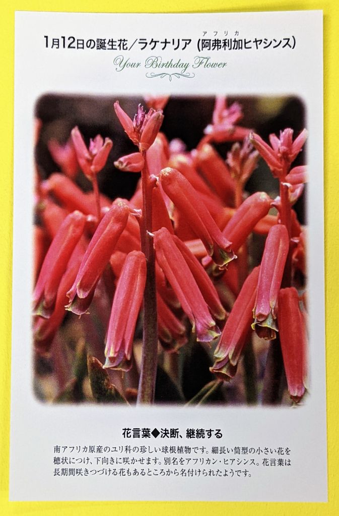 紀伊國屋書店 梅田本店 誕生花ポストカード 1 12の 誕生花 は ラケナリア 南アフリカ原産のユリ科の珍しい球根植物です 細長い筒型の小さい花を穂状につけ 下向きに咲かせます 別名をアフリカン ヒアシンス 花言葉 は 決断 継続する