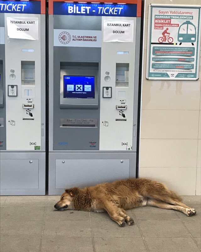 Bunlar, övünerek gururla Japonya’ya örnek gösterdiğim, benim sevdiğim Türkiye’nin manzaralarıdır. #SokakHayvanlarıSahipsizDeğil