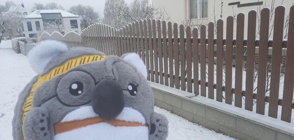 Ein #KoDala im leicht verschneiten Deutschland ☃️❄
<a href="/dagilp_lbh/">dagilp_lbh 🐨🫶</a>