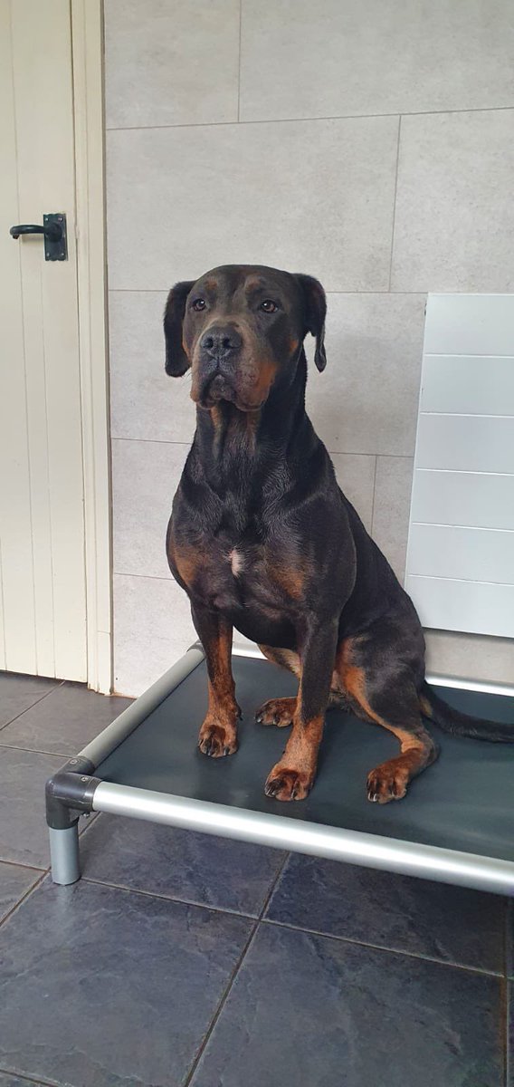 WillHatcher1's tweet photo. Merry Christmas to @LincsDobermann …. From a freshly showered Zyla 😂🤣 https://t.co/AY75rSKPMP