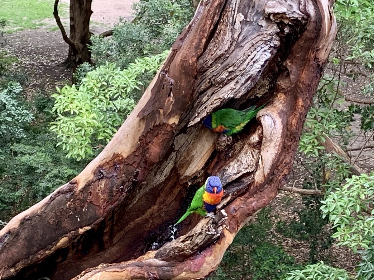 TweetSmilie's tweet photo. @wtb_Michael Late contribution- white faced heron (?) and mum and fledgling lorikeet - happy Christmas @wtb_Michael https://t.co/XqHMw9KU8u
