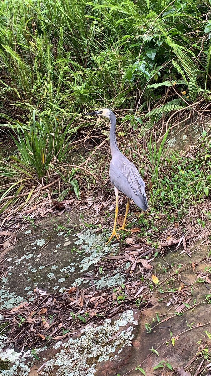 TweetSmilie's tweet photo. @wtb_Michael Late contribution- white faced heron (?) and mum and fledgling lorikeet - happy Christmas @wtb_Michael https://t.co/XqHMw9KU8u