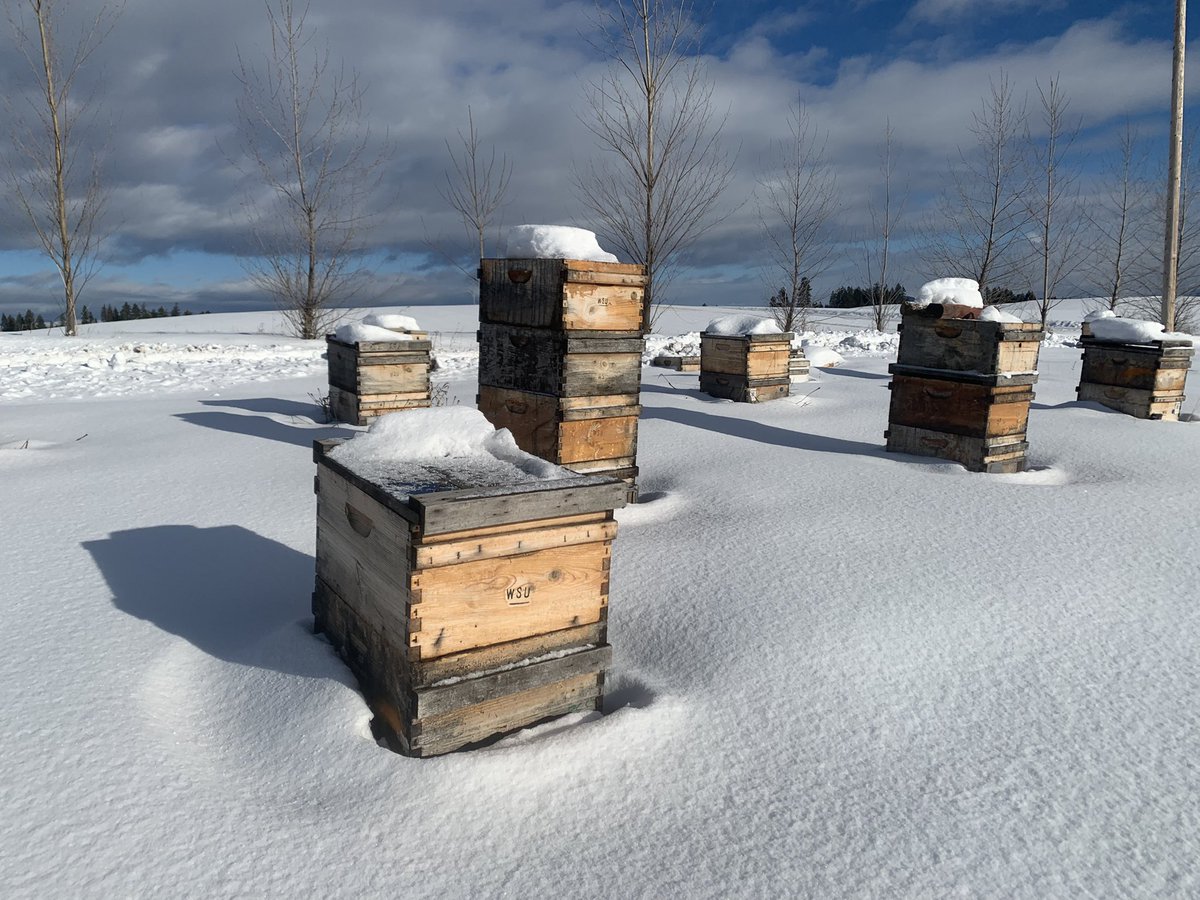 Happy Holidays from the Bee Team. Meanwhile, WSU breeder queen colonies experiencing todays wintry wonderland #WSUentomology