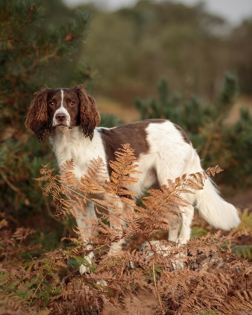 foyersphoto's tweet photo. Photoshoot with Rory at Tunstall woods. Big thanks to Abi for allowing me to share 1 of 3 @abi.and.rory
#springerspaniel_feature #springerspaniel #spaniels #springersofinstagram #spanielsofinstagram #springerspanielsofinstagram #dogsofinstagram #petsofi… https://t.co/xnmqVp5b5p https://t.co/44xz6eXXHN