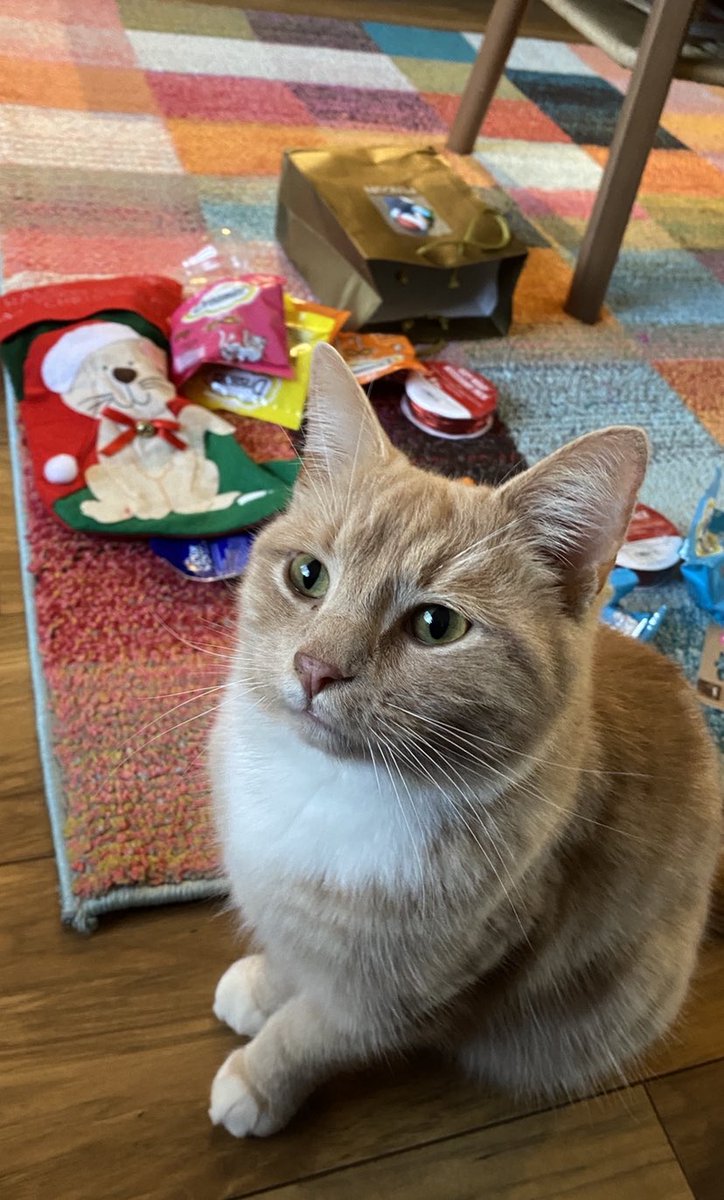 Sorting through my gifts today from family , I have many packets of dreamies , just waiting for hooman to open them now . Hope you all had a lovely day with loved ones. 😻💙🎄 #catsoftwitter #catsontwitter #cats #adoptdontshop #catboxsunday #BoxingDay #XMAS2021