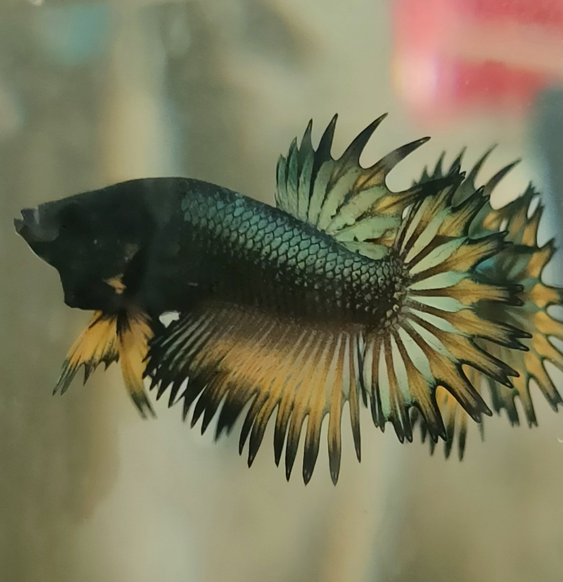Kamfa20's tweet photo. Ct yellow copper 👑👑👑
#Bettafish
#bettafish
#bettacontest
#kontescupanghias
#kontescupanghiasbandung
#kontescupanghiasbandungtimur
#bettabandungtimur https://t.co/7nDomjCWzn