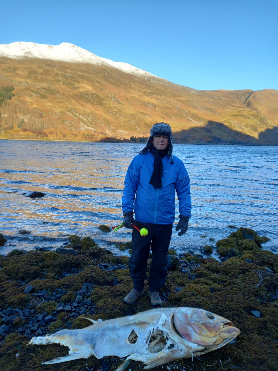 This is all that's left of the Blue Fin Tuna which washed up here on Loch Duich few weeks ago. Now that's a fish!!