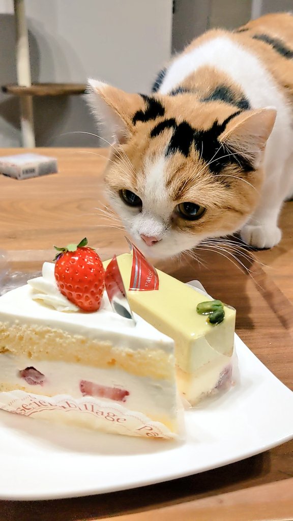 かねこ 人間も遅れてクリスマス 結ちゃんはケーキには怪訝そうな顔をしてました 猫 猫好きさんと繋がりたい 猫のいる生活 スコティッシュストレート クリスマス ケーキ T Co 63vatjq1ya Twitter