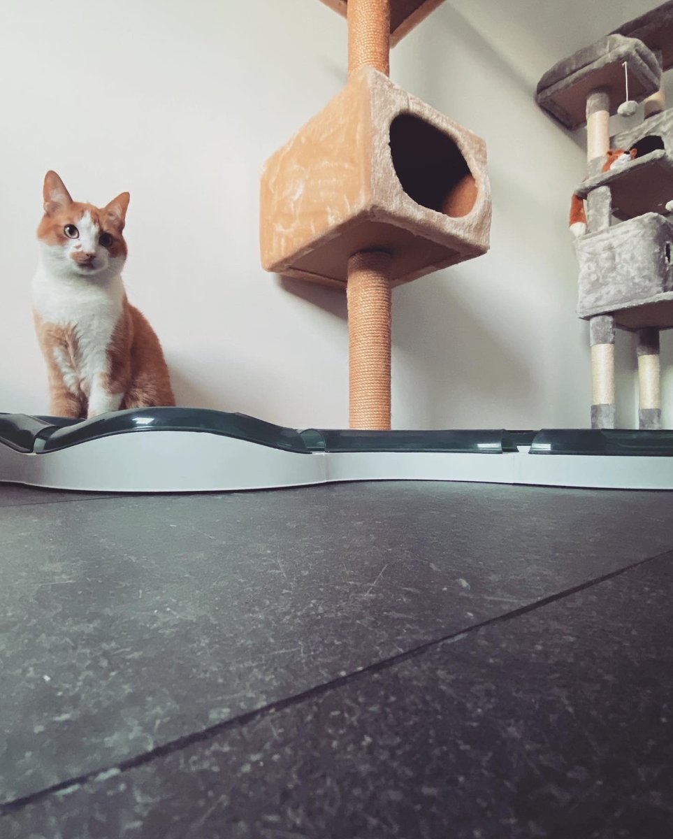 NalaMike's tweet photo. Onze nieuwe kamer begint mooi te worden 🤩🤩🤩
#cats #newroom #MerryChristmas https://t.co/DtRHPvVs9X