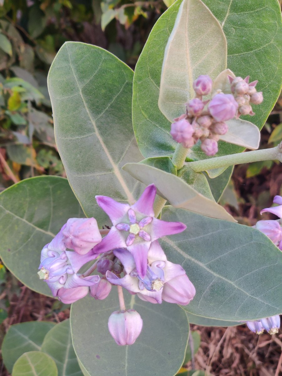 NehaG7890's tweet photo. A ⭐Flower or a Lost ⭐...

Does anyone know what this flower is called?? https://t.co/7jeYXHBuS5