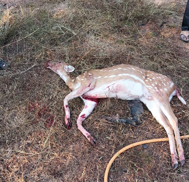 fdo_nirmal's tweet photo. Very unfortunate incident where a spotted deer was killed on Old NH to adilabad. It was rescued and undergoing treatment but didn't survive 😔. Plz drive slowly near forests and request for speed breakers. #savewildlife @fronirmal @sp_nirmal https://t.co/GB04F93uS2
