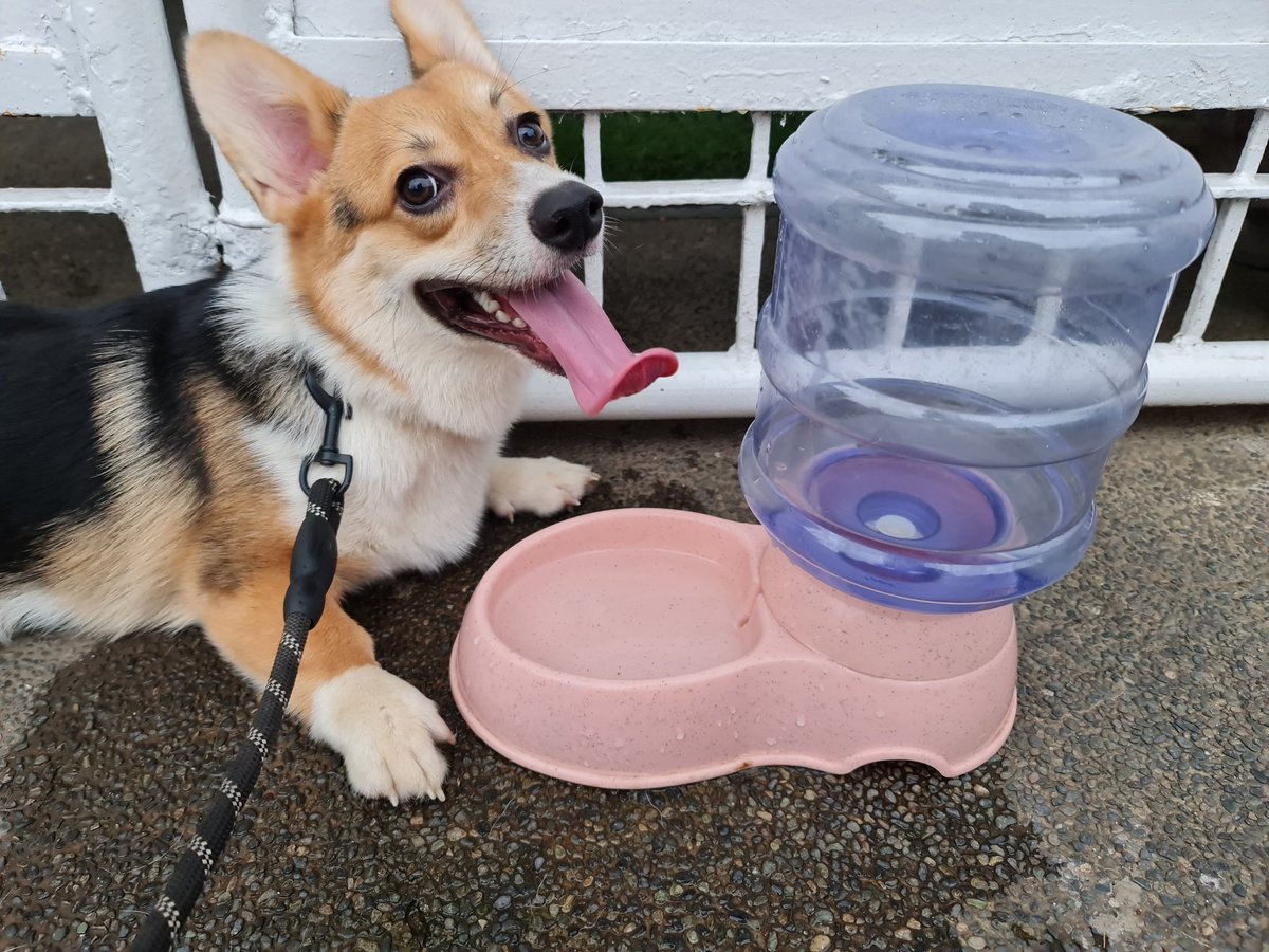 SouthPacCorgis's tweet photo. ...tiring, but fun! ♥️ https://t.co/jacVgLm4MM
