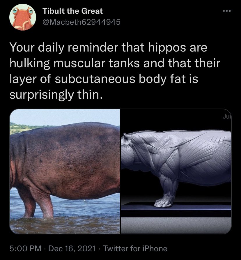 Karpy10's tweet photo. Saw this right. Thought the pics looked a lil off cause the legs on the muscle photo look thicker than the normal pic.  Curious so I looked up hippo body fat % and literally not one source on the entire fkn internet knows what % of a hippos body weight is fat. Pls help https://t.co/qnIh61i7tk
