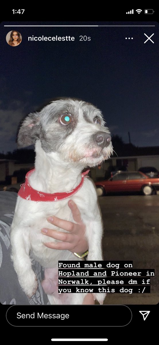 rociorodrigvez's tweet photo. FOUND DOG IN NORWALK https://t.co/PB3l8Uh5z7
