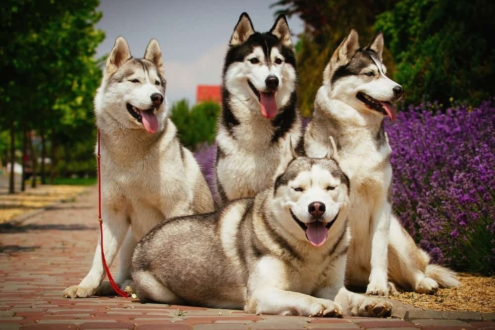 corey_patrick1's tweet photo. My family is a rescue family.⁠
⁠
#dogs #dogsofinstagram #doglover #siberianhusky #cutedogs #instadog #DogNeedsBest https://t.co/sbKJnZ0qiP