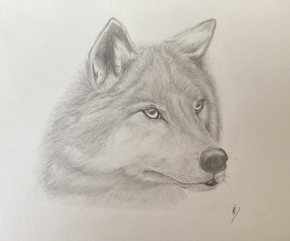 philantrhxpe's tweet photo. Loup

#loup #wolf #drawing #drawingwithADHD #dessin #art #realist https://t.co/j84CE1sGUr