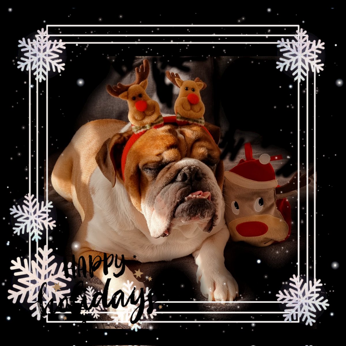 Wir wünschen euch ein besinnliches Weihnachtsfest. Für alle, die eventuell weniger oder die falschen Geschenke bekommen haben, das war wohl Holger. Das geheime und faulste Rentier der Welt sollte dieses Jahr unterstützen, wollte aber lieber zurück auf die Couch😅..