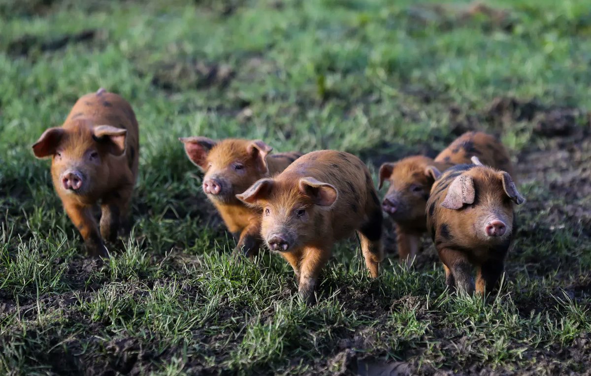 The holidays are a time to be especially Ag proud, many of our holiday traditions wouldn’t be the same or even possible, without the year round hard work of farmers 🙏

Christmas begins on the farm! 🎄✨

<a href="/winetavernfarm/">winetavernfarm</a> - Is the latest feature in our #SustainingIreland campaign