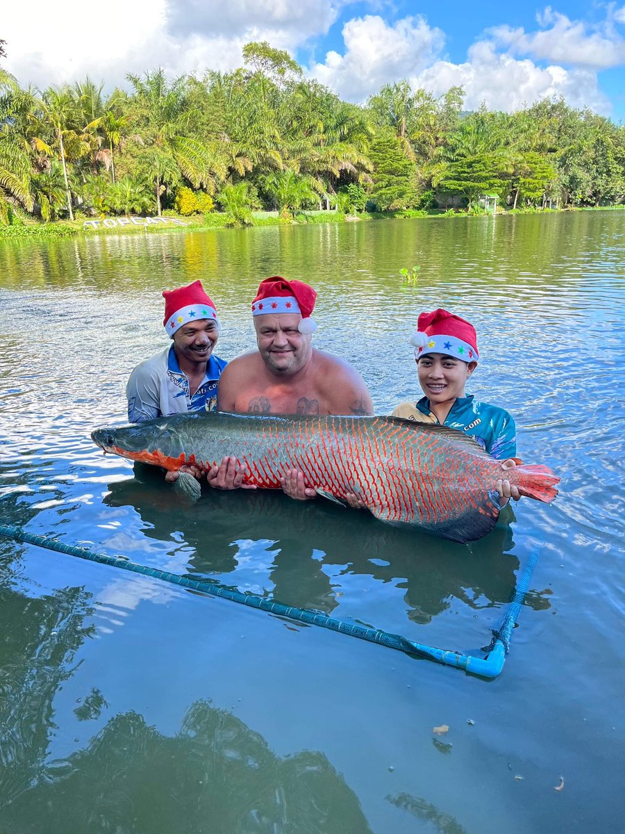 TopCatsThailand's tweet photo. Happy Christmas to all. We are fully open and the fish are biting
Larry with 2 nice Arapaima on Christmas Eve
#festivefish #fishing #xmasholidays
https://t.co/LtUJTk0KIQ https://t.co/RHb2JknhFy