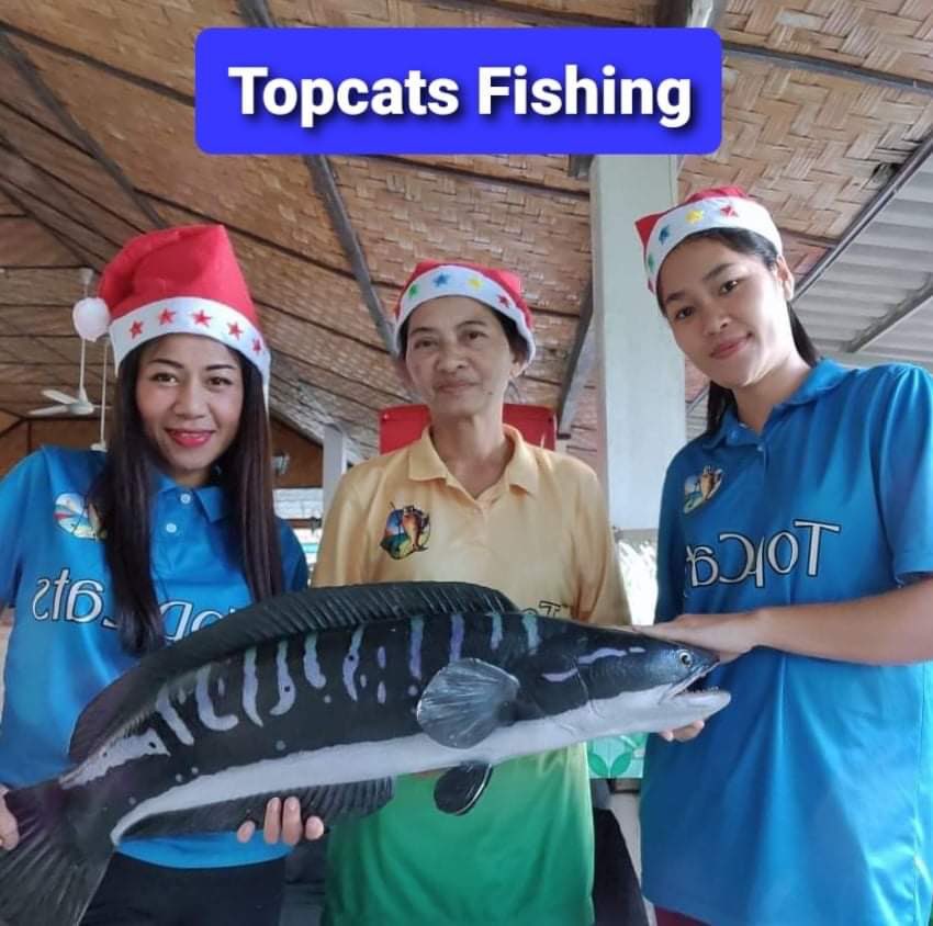 TopCatsThailand's tweet photo. Happy Christmas to all. We are fully open and the fish are biting
Larry with 2 nice Arapaima on Christmas Eve
#festivefish #fishing #xmasholidays
https://t.co/LtUJTk0KIQ https://t.co/RHb2JknhFy
