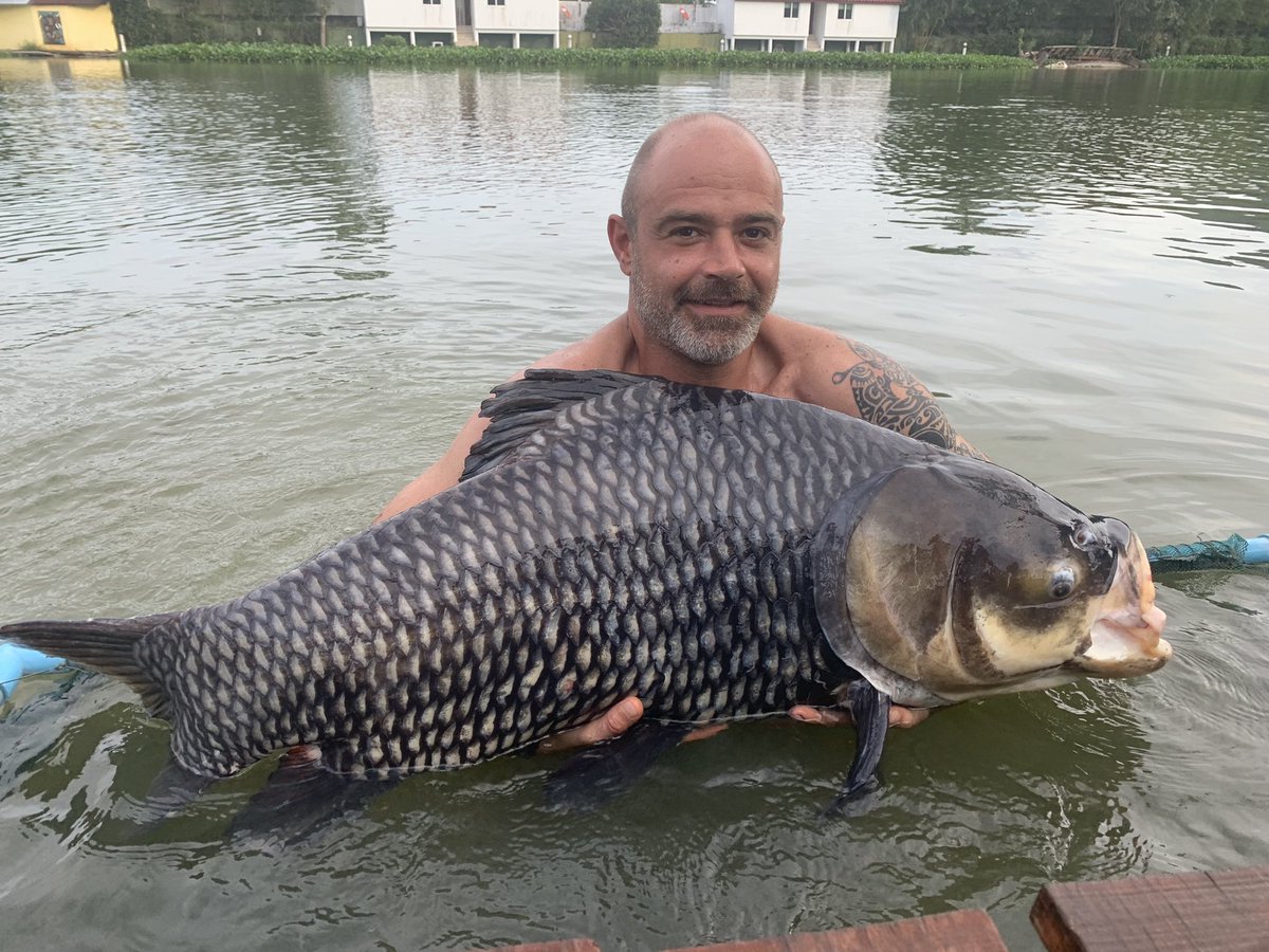 TopCatsThailand's tweet photo. Our Carp are growing
Here’s a few from last week . Uk Anglers Paul, Jimmy,Nick plus Belgium bar owner Tony
https://t.co/LtUJTk0KIQ
#festivefish https://t.co/s5Mp0hg4d6