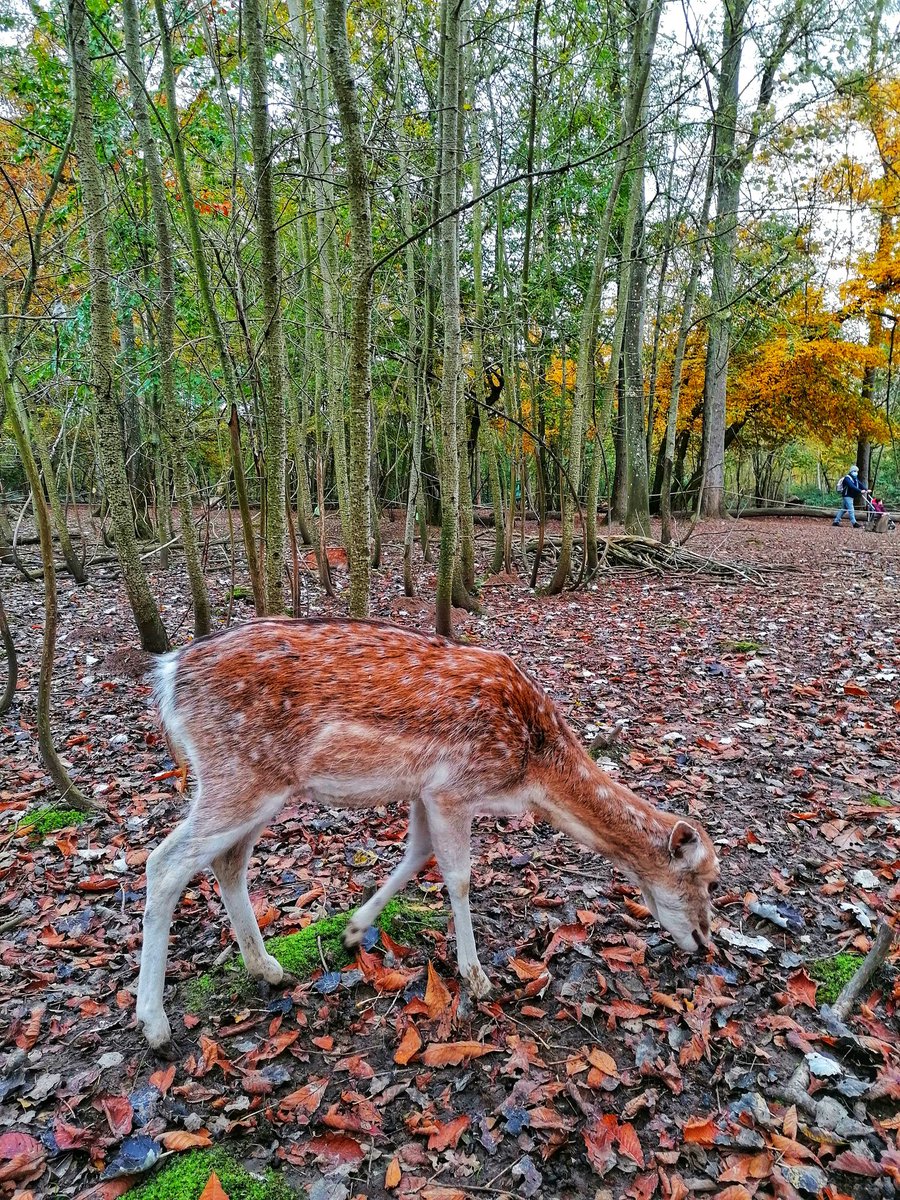 KawtherJarray's tweet image. "Zoo de Thoiry" in November 🦚🐘🦓
#zoo #animals #nature #love #fresh #elephant #Colors