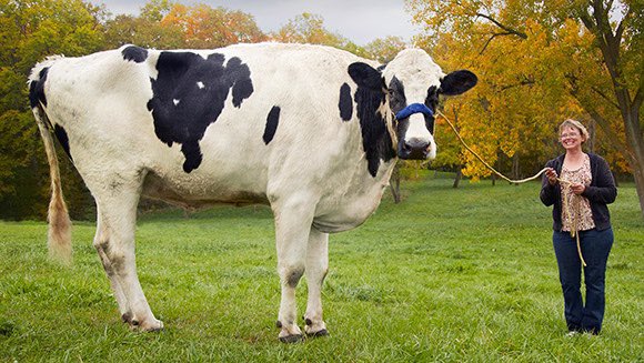 C_LObean's tweet photo. Some cows are really tall and for some reason that bothers me. Cows with long legs is just crazy to me. It is frightening. It’s a lil uncomfy to look at. https://t.co/1bY2ZsU841