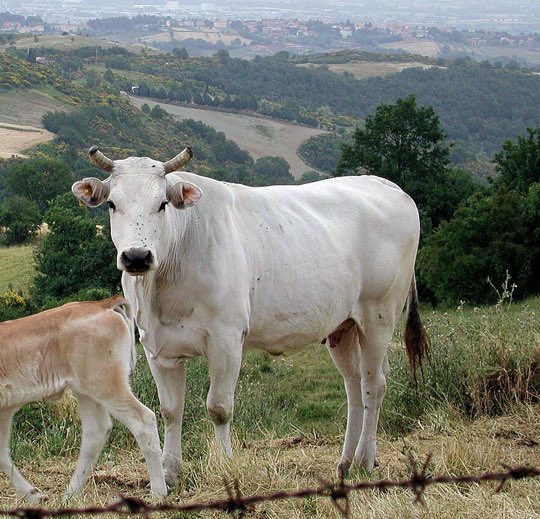 C_LObean's tweet photo. Some cows are really tall and for some reason that bothers me. Cows with long legs is just crazy to me. It is frightening. It’s a lil uncomfy to look at. https://t.co/1bY2ZsU841