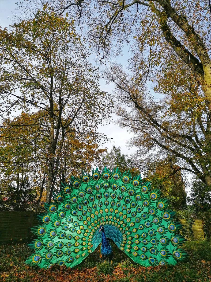 KawtherJarray's tweet image. "Zoo de Thoiry" in November 🦚🐘🦓
#zoo #animals #nature #love #fresh #elephant #Colors