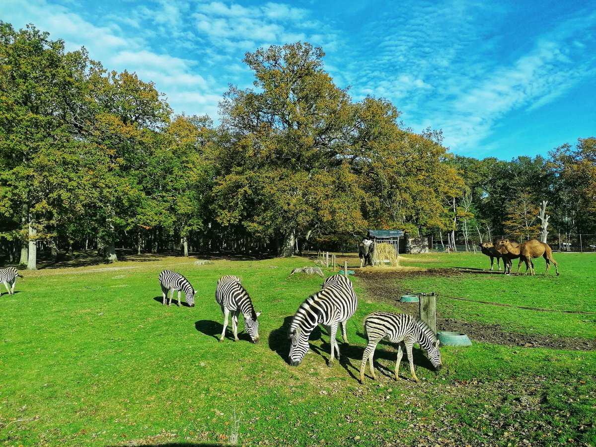 KawtherJarray's tweet image. "Zoo de Thoiry" in November 🦚🐘🦓
#zoo #animals #nature #love #fresh #elephant #Colors